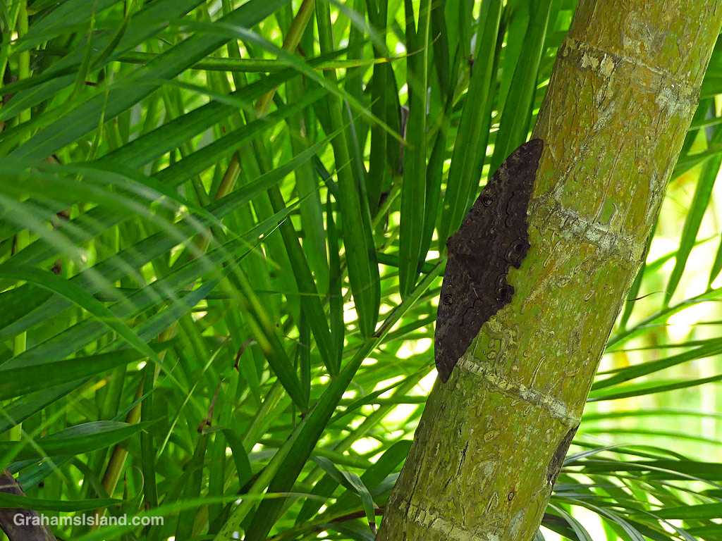A Black Witch Moth rests on the trunk of a palm in Hawaii