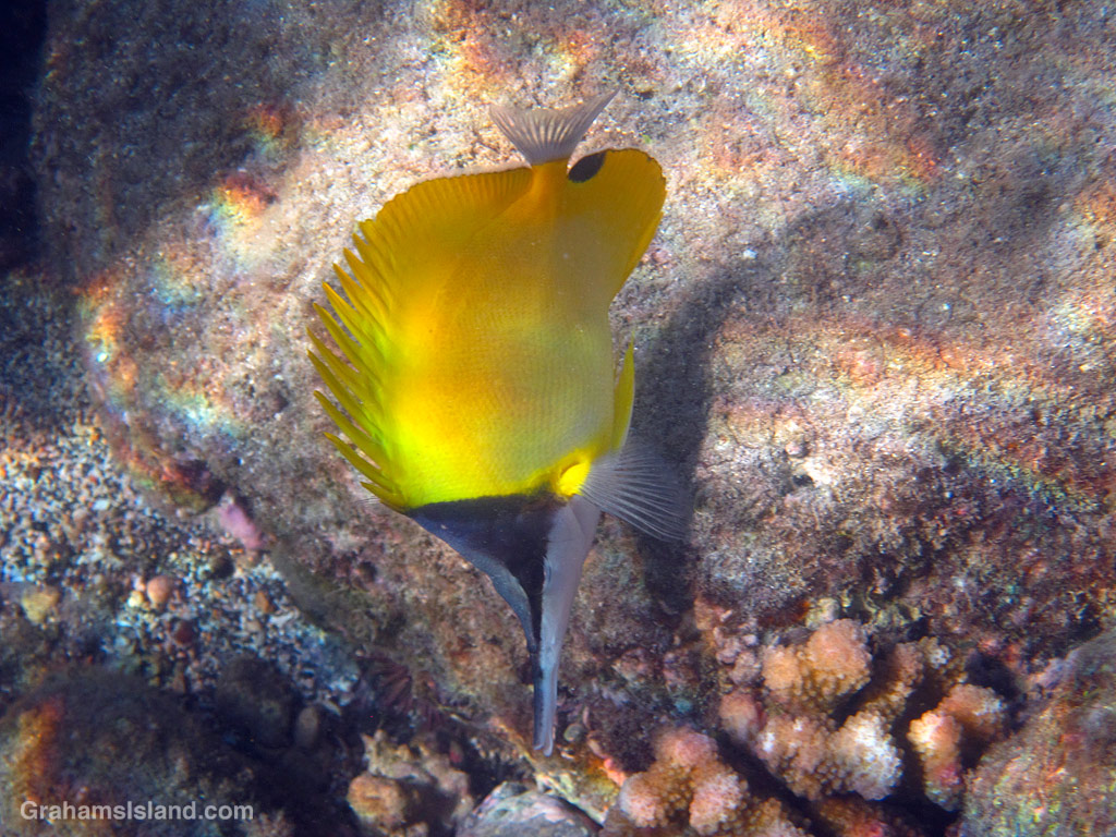 A Common Longnose Butterflyfish in the waters off Hawaii