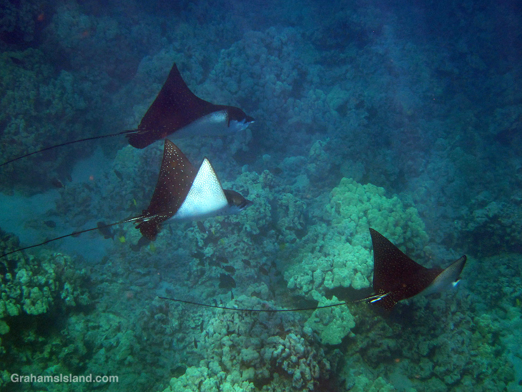 Three eagle rays swim in the ocean off Hawaii