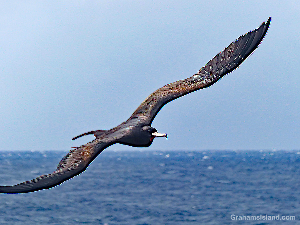 A Great Frigatebird flies off the Kohala coast in Hawaii