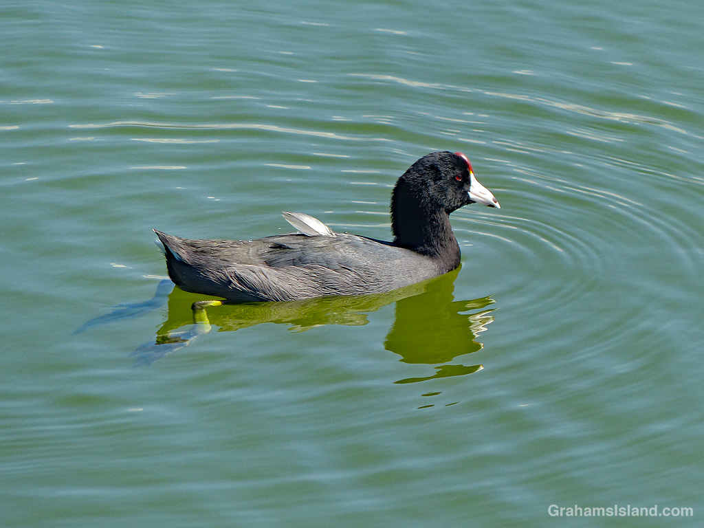 A Hawaiian Coot swims in a lagoon in Hawaii