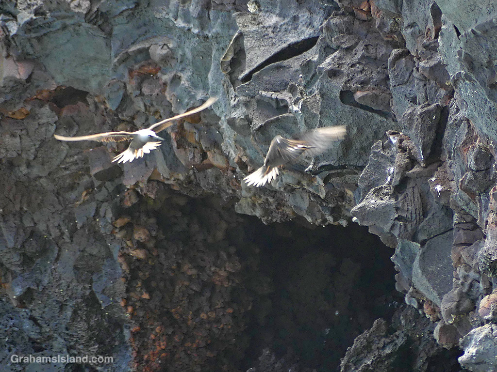 A pair of Hawaiian Noddys approach their roost at Whittington Park in Hawaii