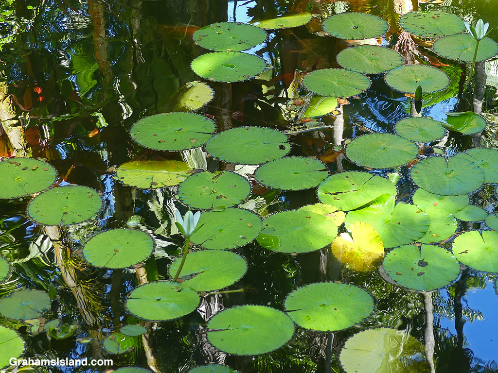 Lily pads and reflections in Lily Lake at Hawaii Tropical Bioreserve and Garden