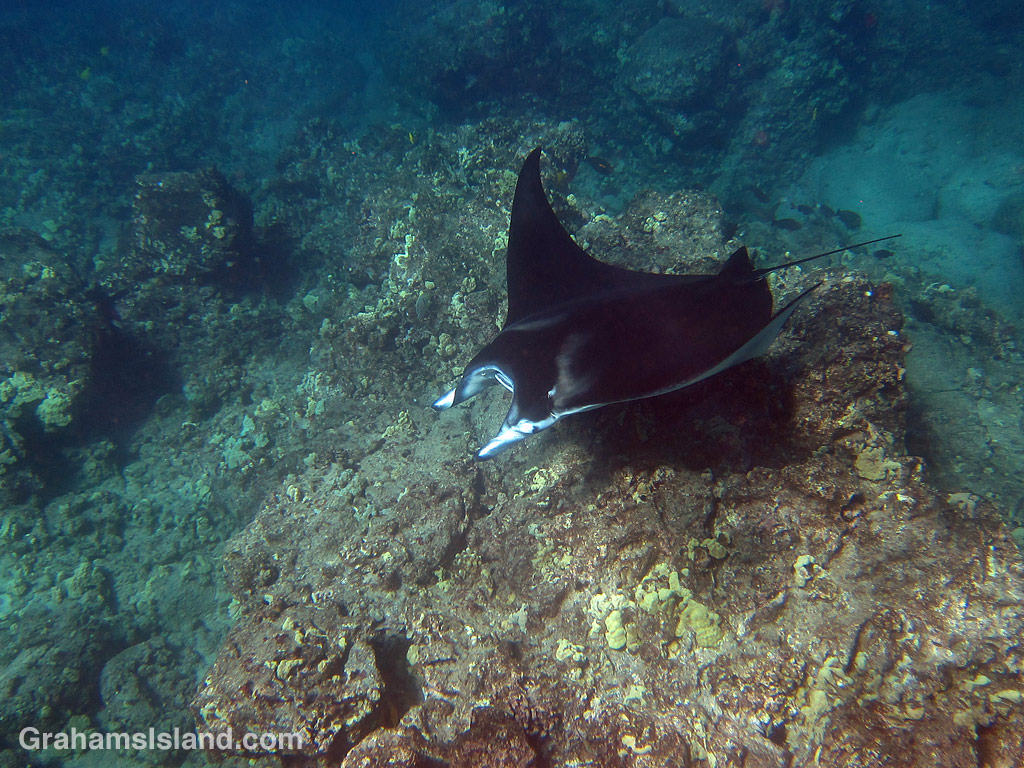 A coastal manta ray swims in the ocean off Hawaii