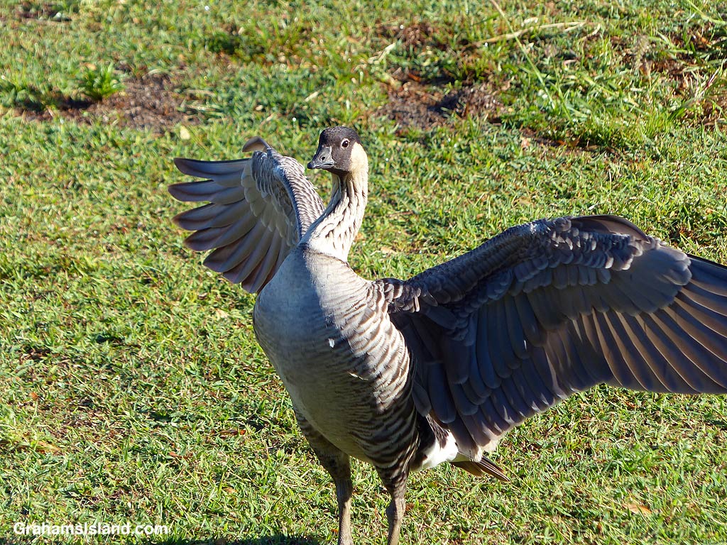 A Hawaiian Nene spreads its wings