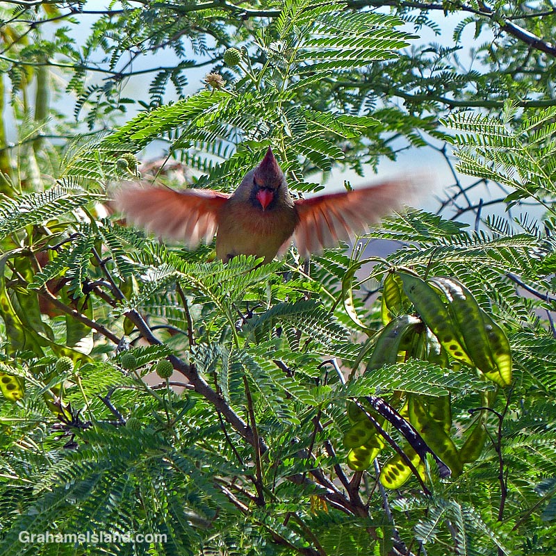 A Northern Cardinal Juvenile launches off a branch in Hawaii