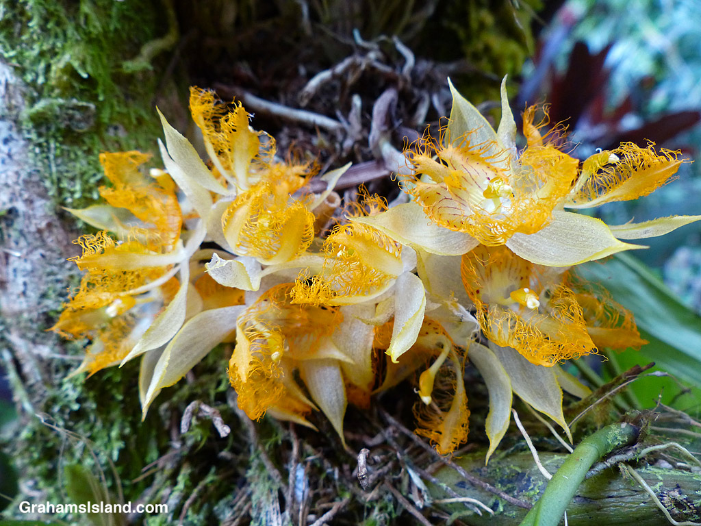 An orange and white orchid in Hawaii