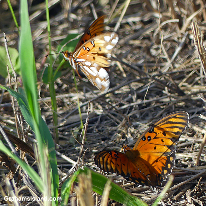 Two Passion Vine Butterflies flying in Hawaii