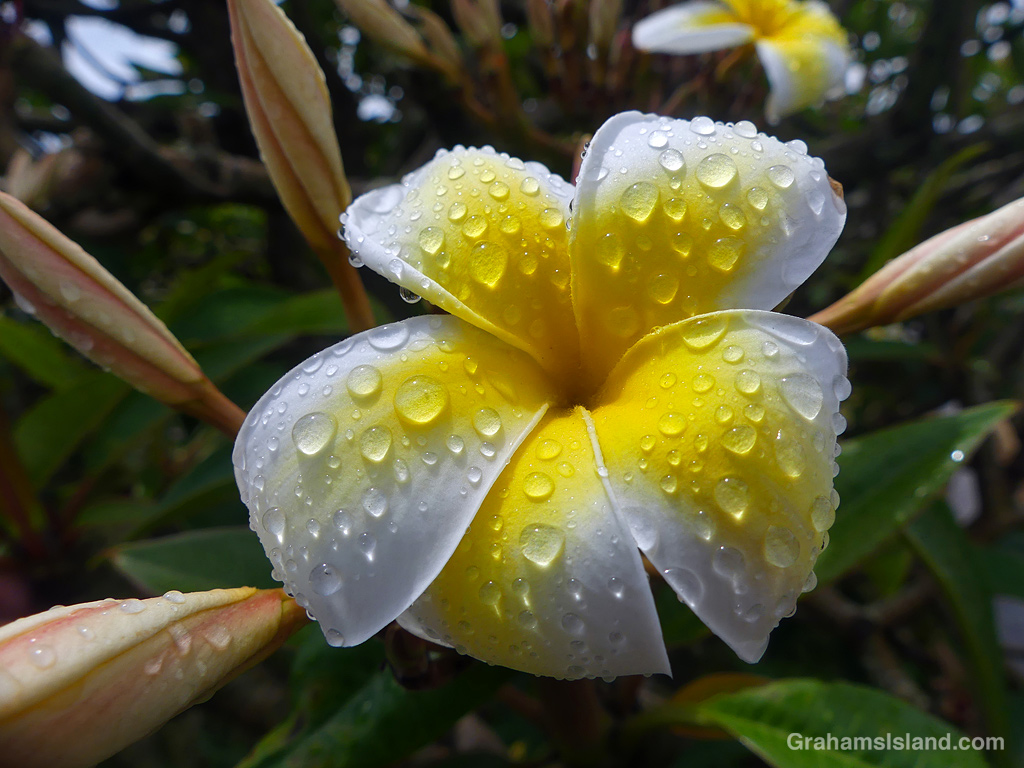 Raindrops on a Plumeria flower in Hawaii