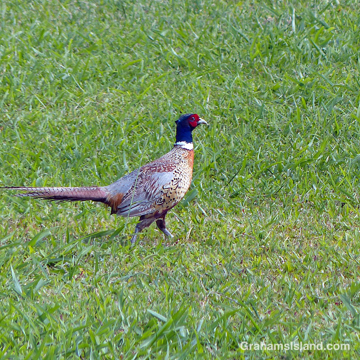 A Ring-necked pheasant in Hawaii