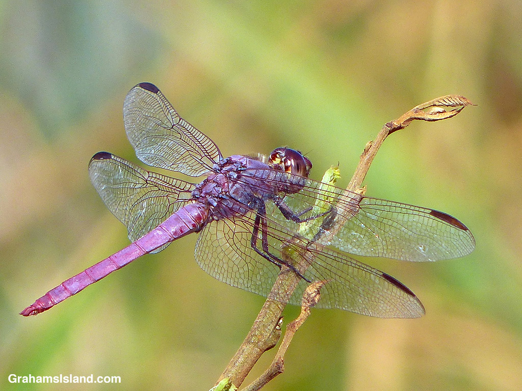 A Roseate Skimmer Dragonfly perches on a stalk in Hawaii