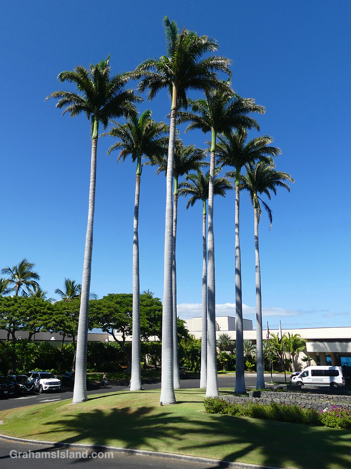 Royal Palms at Hapuna Resort, Hawaii