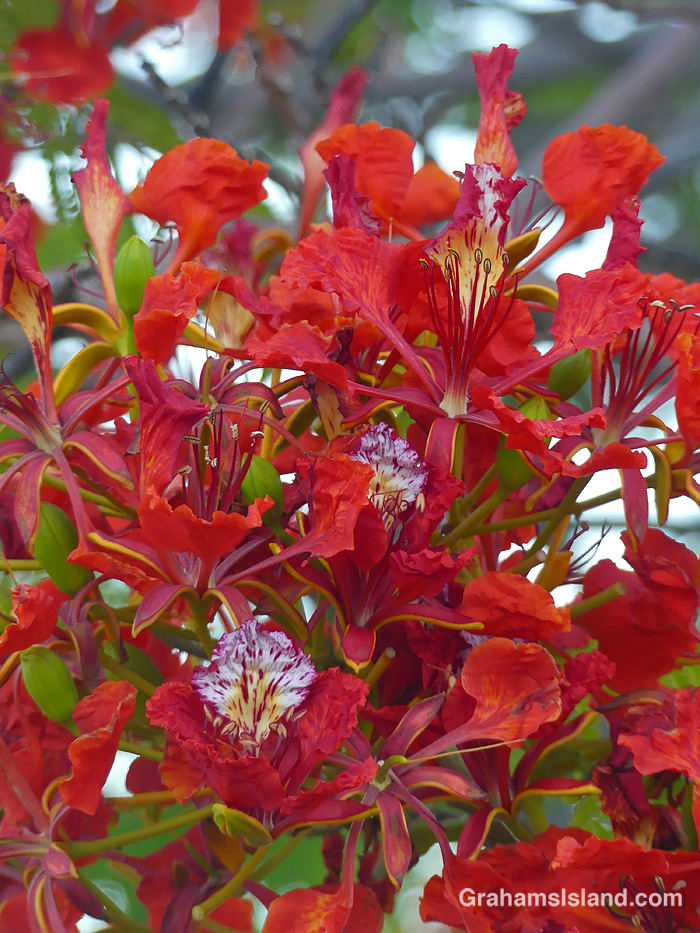 Royal Poinciana flowers in Hawaii