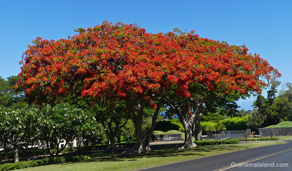 Royal Poinciana trees in Hawaii
