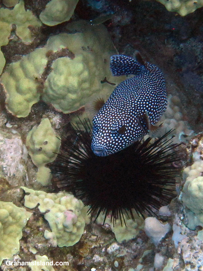 A Spotted Pufferfish in the waters off Hawaii