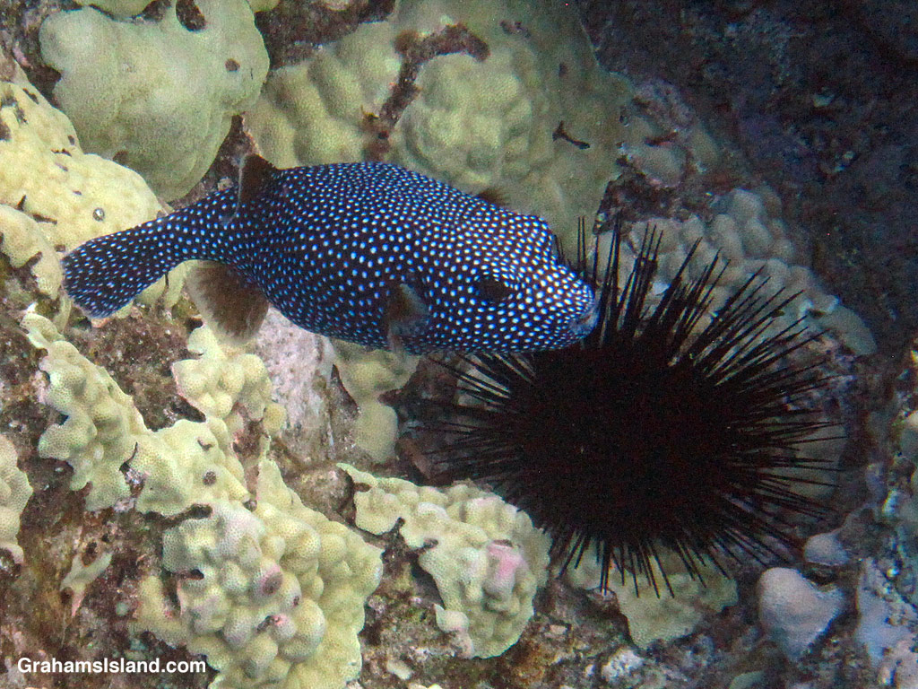 A Spotted Pufferfish in the waters off Hawaii