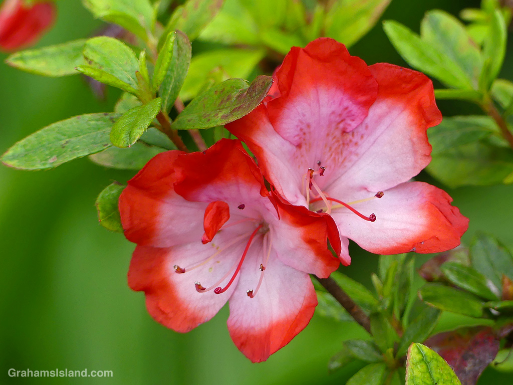 A Tsutsusi azalea in Hawaii