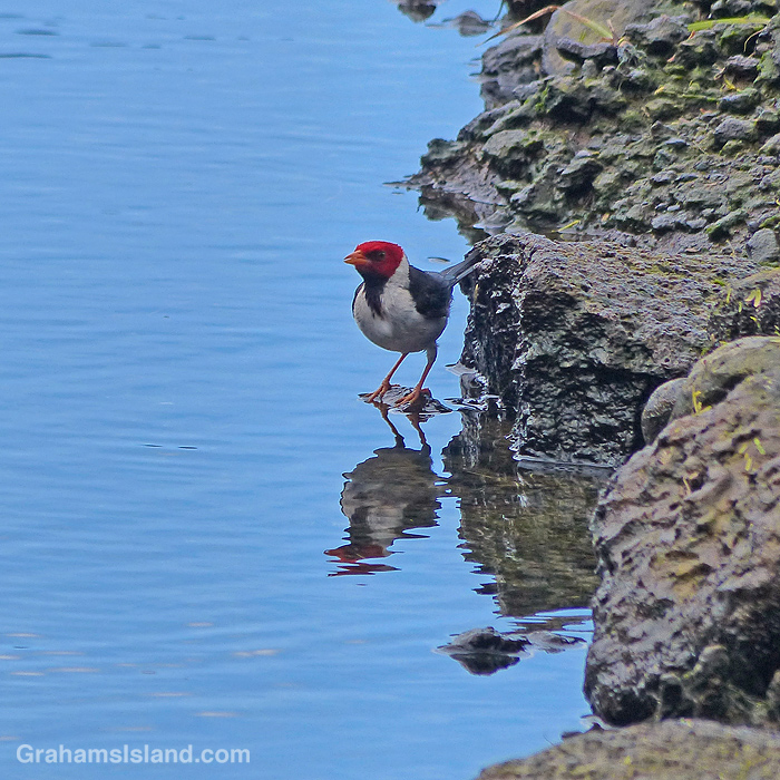 A Yellow-billed cardinal in Hawaii
