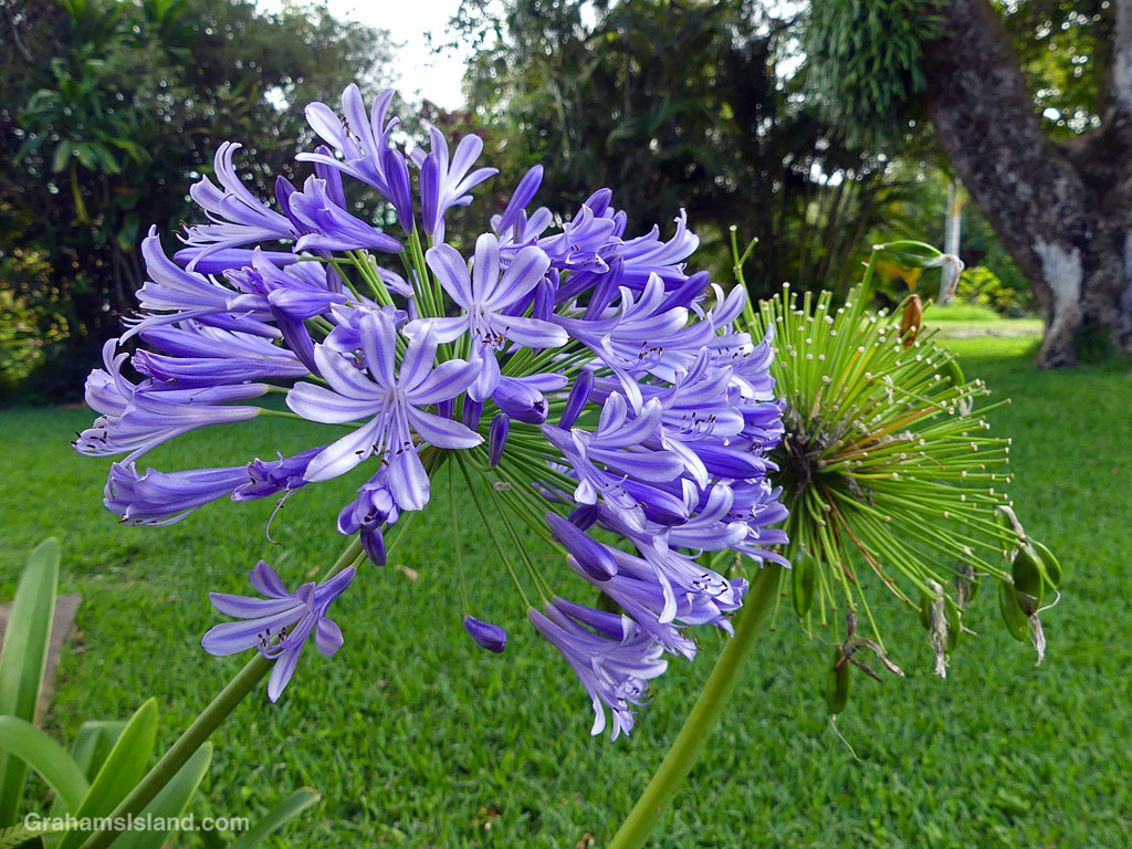 A blooming agapanthus flower next to one that has finished blooming