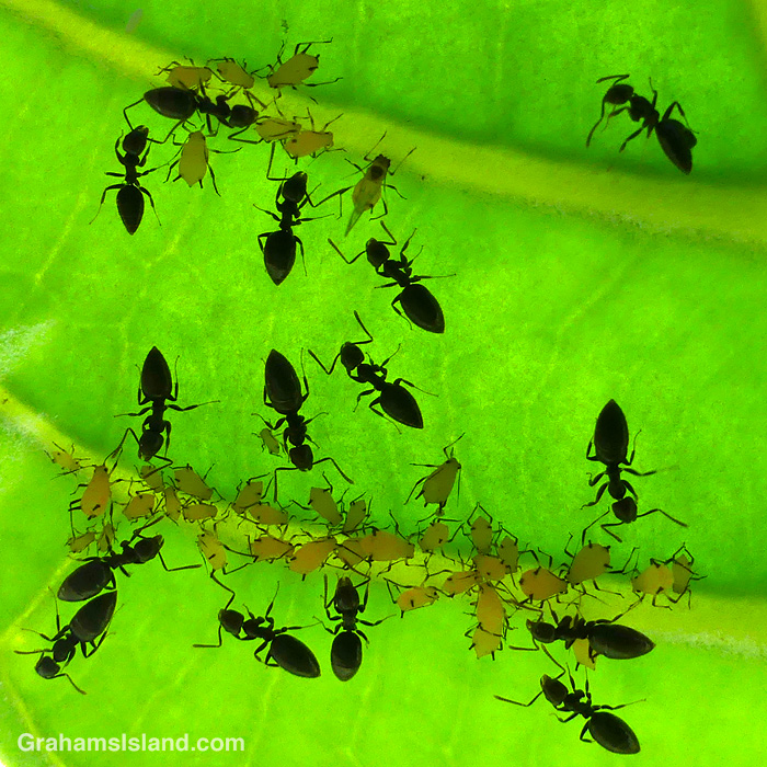 Ants and aphids on a crown flower leaf in Hawaii