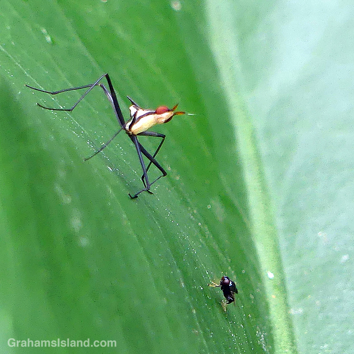 A Banana Stalk Fly in Hawaii