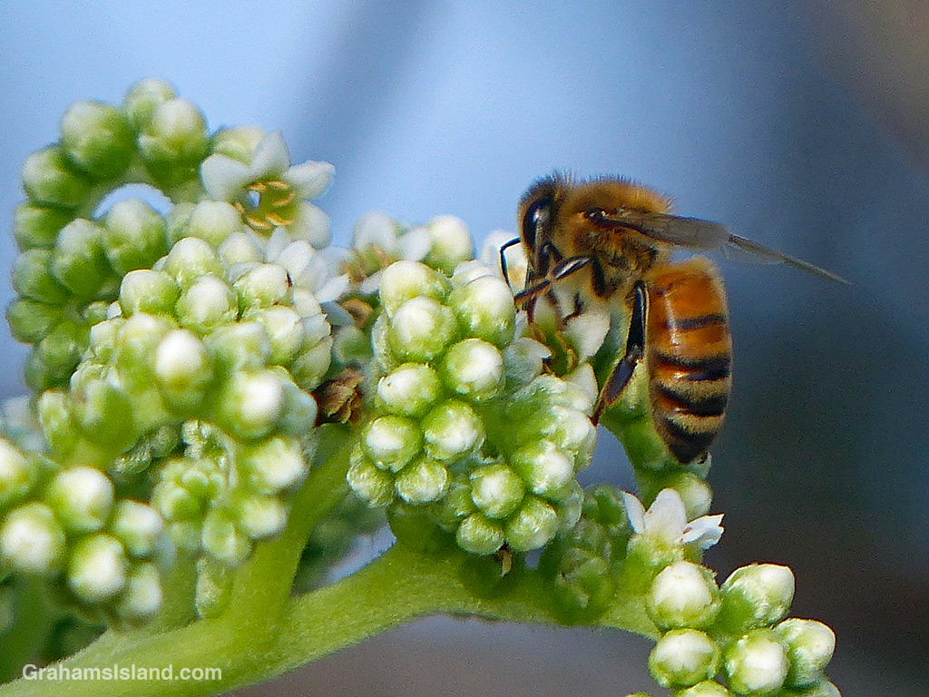 A Bee on tree heliotrope flower in Hawaii