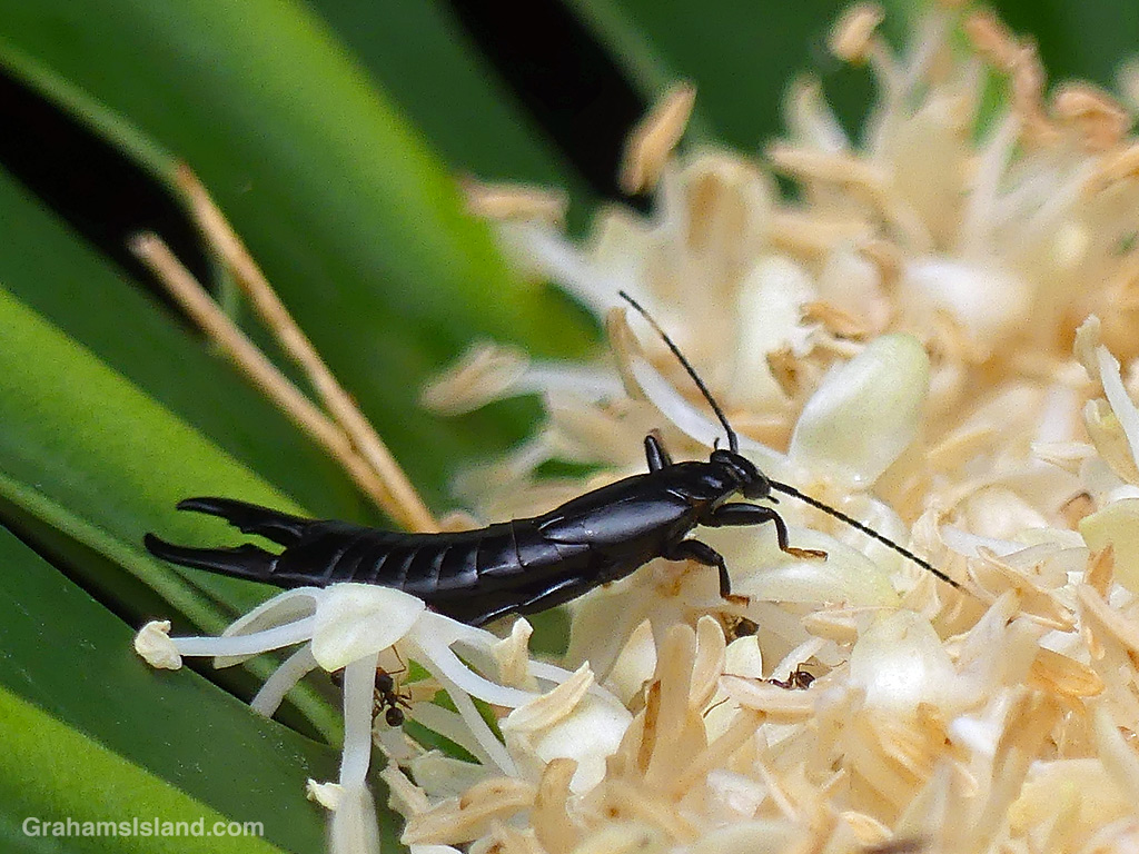 A Black Earwig on palm tree flowers in Hawaii