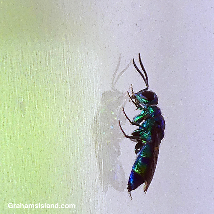A Black Soldier Fly in Hawaii