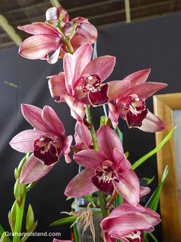 A Cymbidium orchid at Hilo Orchid show, Hawaii