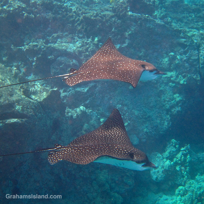 Spotted Eagle Rays in the waters off Hawaii