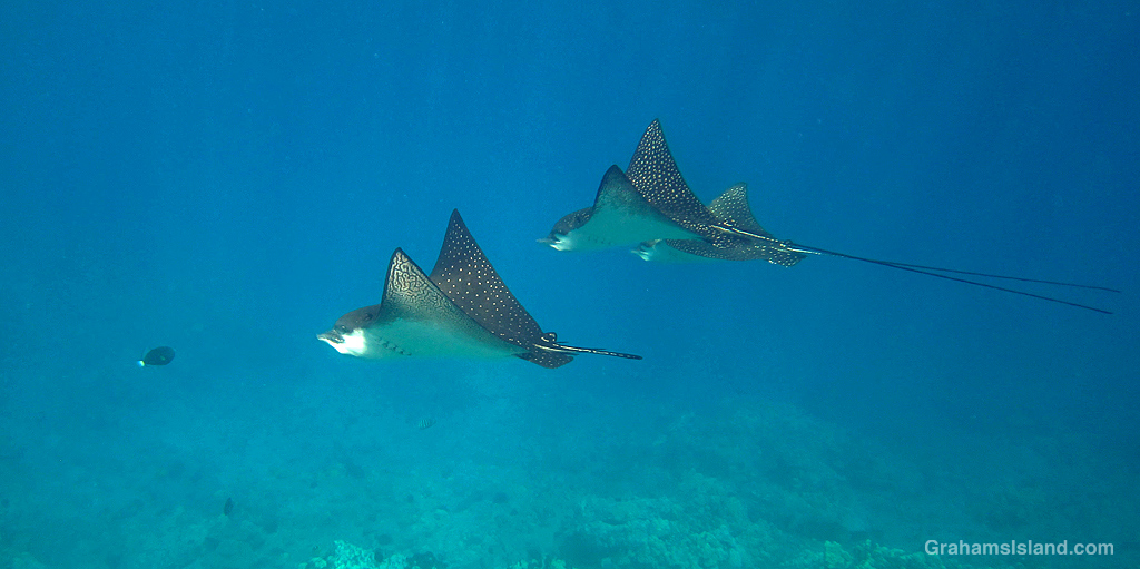Spotted Eagle Rays in the waters off Hawaii
