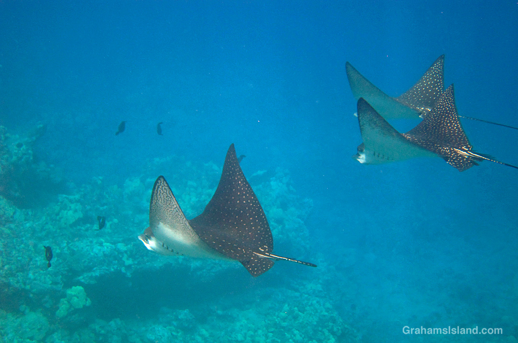 Spotted Eagle Rays in the waters off Hawaii