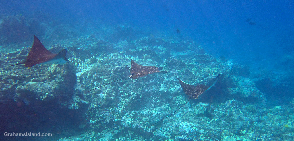Spotted Eagle Rays in the waters off Hawaii