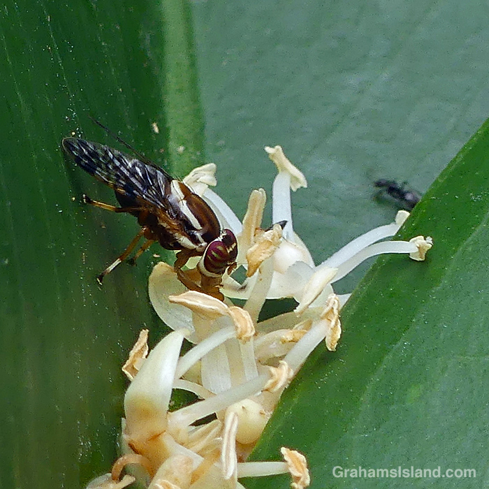 Flott Insect A square deal for bugs | Graham's Island