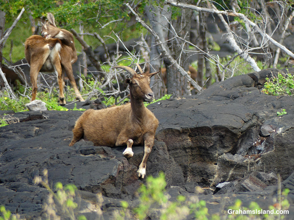 A goat rest on the 1871 Trail in South Kona Hawaii