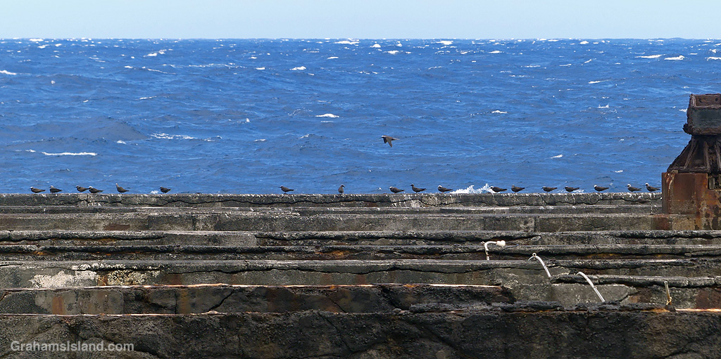 Hawaiian Noddys on the old pier at Whittington Beach Park, Hawaii