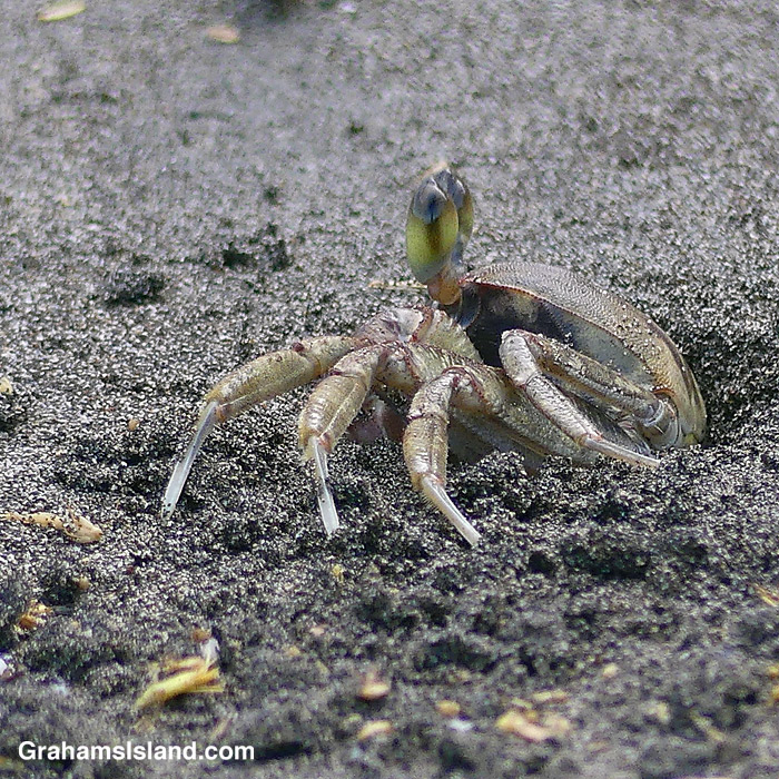 A Horn-eyed Ghost Crab by its hole in Kawaihae Hawaii