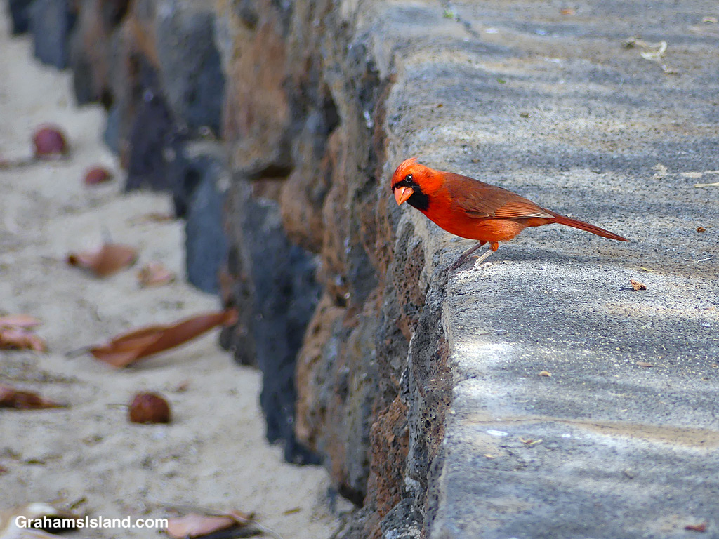 A Northern Cardinal at Spencer Beach Park at Kawaihae, Hawaii