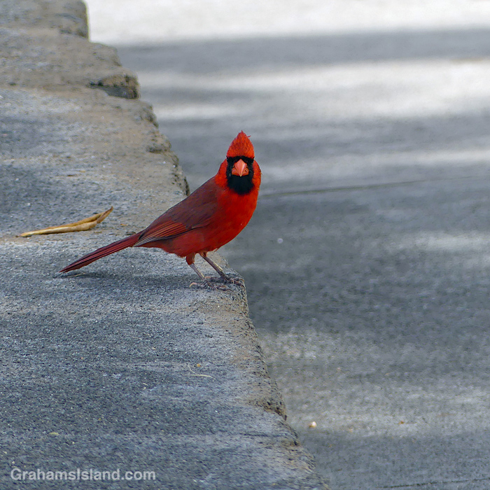 A Northern Cardinal at Spencer Beach Park at Kawaihae, Hawaii