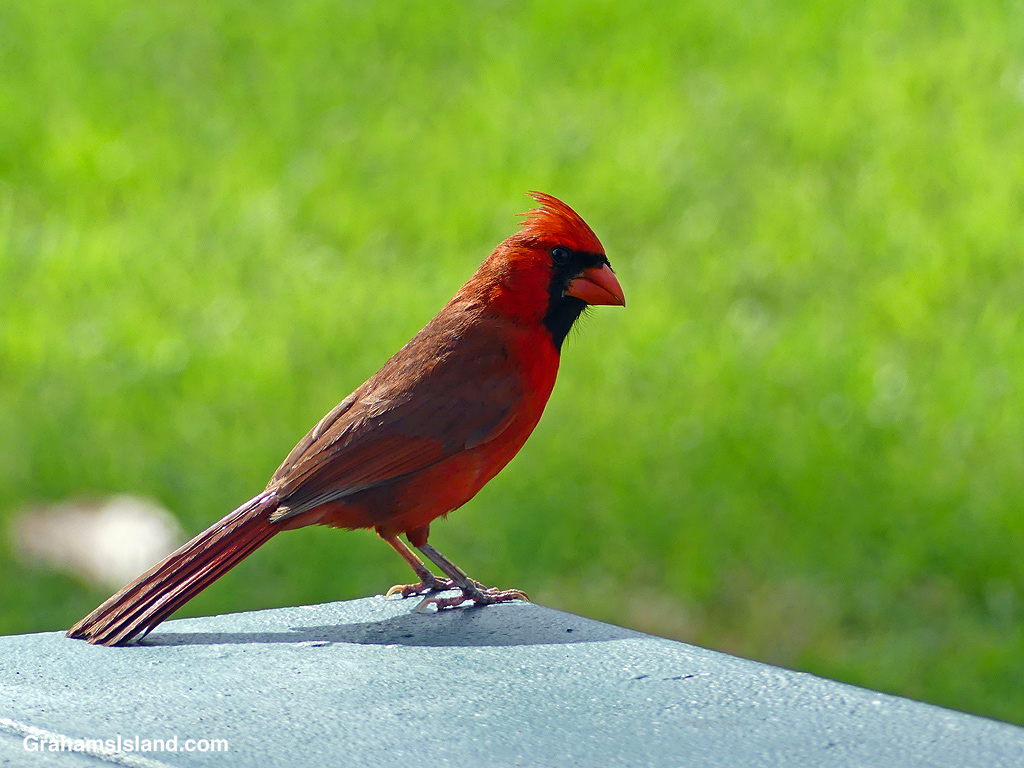 A Northern Cardinal at Spencer Beach Park at Kawaihae, Hawaii