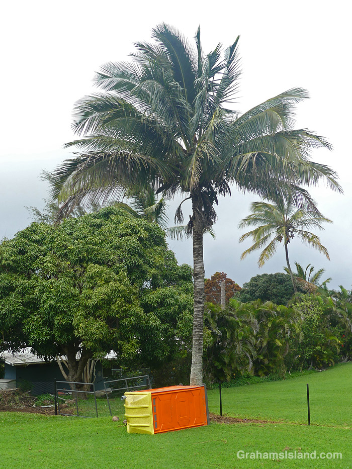 An outhouse overturned at the foot of a palm tree in Hawaii