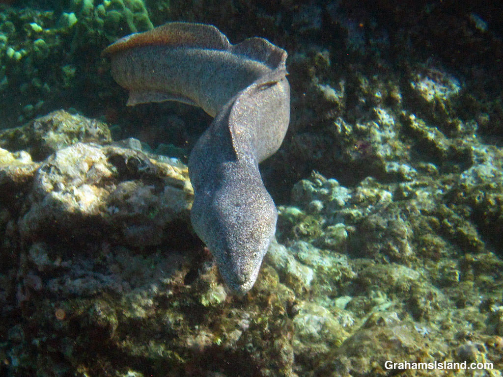 A Peppered Moray Eel in the waters off Hawaii