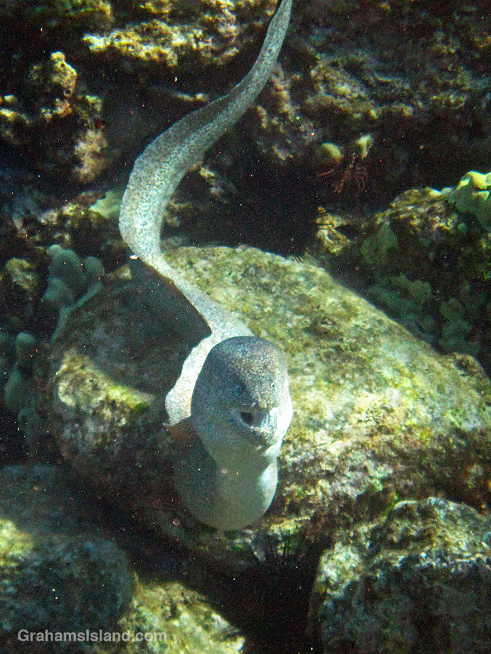 A Peppered Moray Eel in the waters off Hawaii