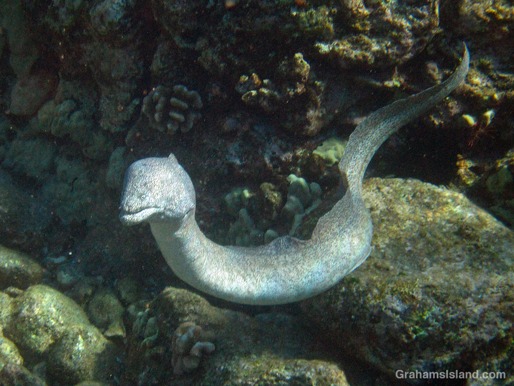 A Peppered Moray Eel in the waters off Hawaii