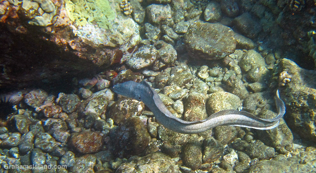 A Peppered Moray Eel in the waters off Hawaii
