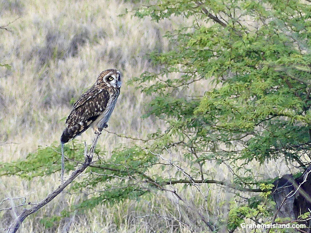 A Pueo, or Hawaiian Short-eared Owl, perches on a branch in North Kohala