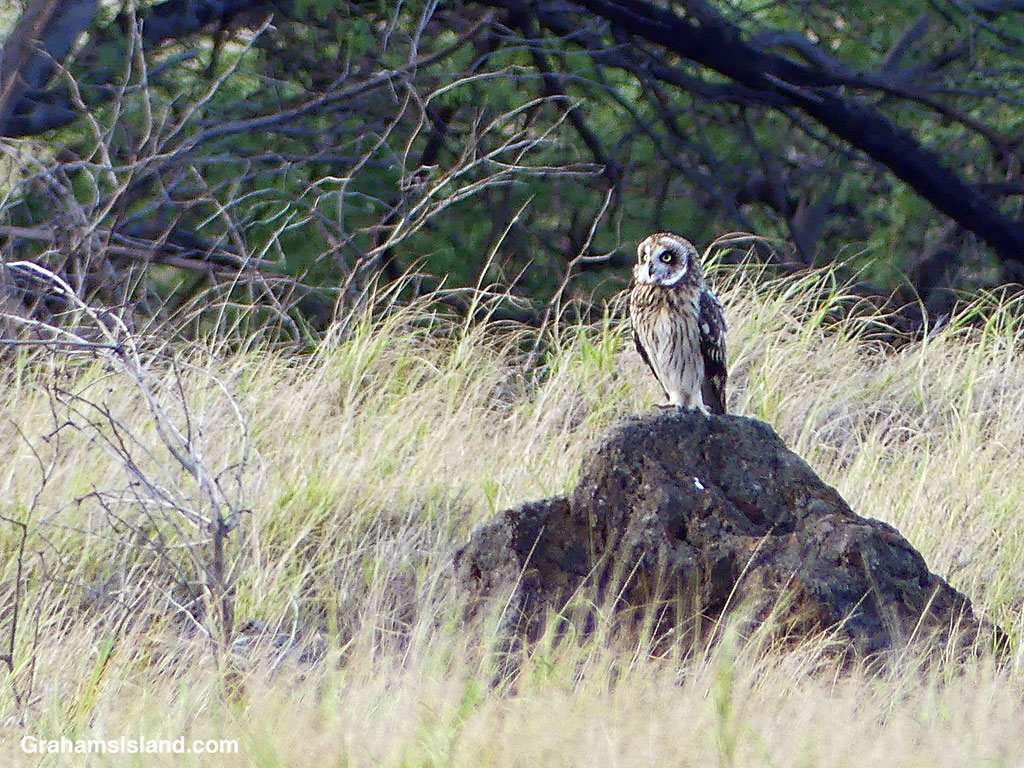 A Pueo, or Hawaiian Short-eared Owl, perches on a rock in North Kohala