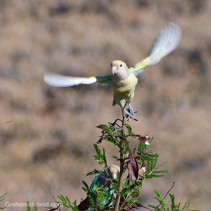 A Rosy-faced lovebird takes off in Hawaii