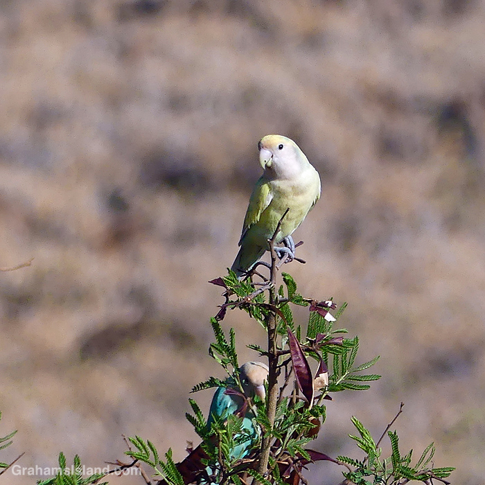 A Rosy-faced lovebird in Hawaii