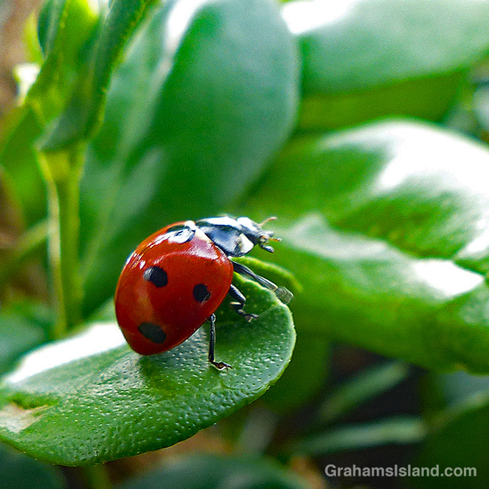 A Seven-spotted ladybug on a leaf in Hawaii
